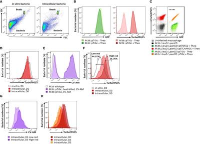 Persistence of Mycobacterium tuberculosis in response to infection burden and host-induced stressors